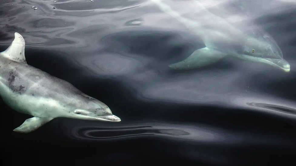 Categoria “Jovens de 11 a 14 anos” - A jovem Ekaterina Bee compartilhou seu encontro íntimo com alguns golfinhos-nariz-de-garrafa na Ilha de Skye, Escócia.