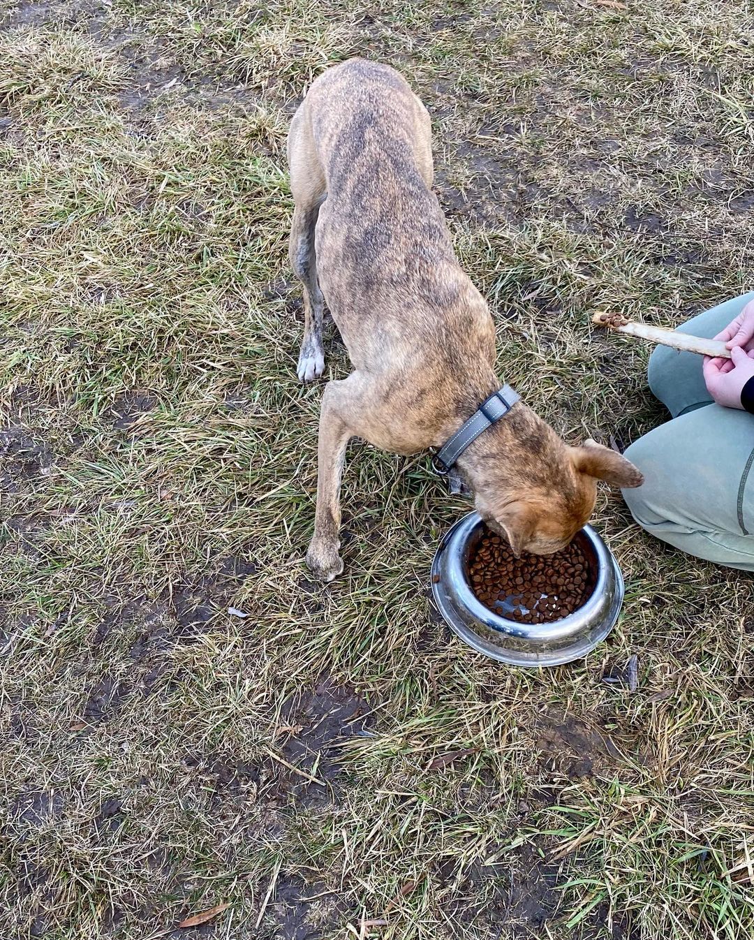 A cadela Izzy recebeu uma refeição após ser retirada do topo da árvore, ela não sofreu nenhum ferimento - apenas em seu ego canino. Foto: Reprodução/Instagram