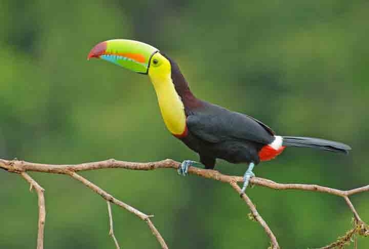 Tucano-de-Bico-Arco-Íris- Possui um bico colorido, que pode medir até 20 centímetros. Essa espécie é encontrada na Venezuela, Colômbia e no sul do México, sendo o símbolo de Belize. Tem uma dieta baseada em frutas, insetos, ovos e pequenos vertebrados. Reprodução: Flipar