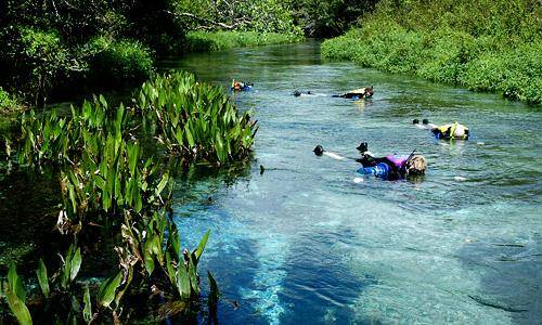 Flutuação no rio Sucuri é uma das mais populares atividades em Bonito. Foto: Divugação