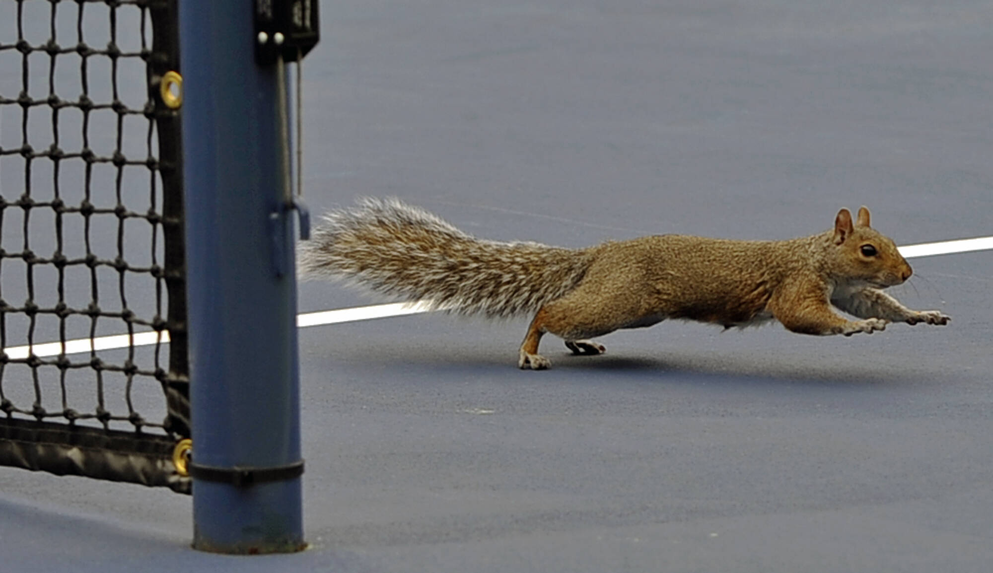 Logo no começo do US Open, esquilo invade a quadra em Nova York. Foto: Kathy Willens/AP