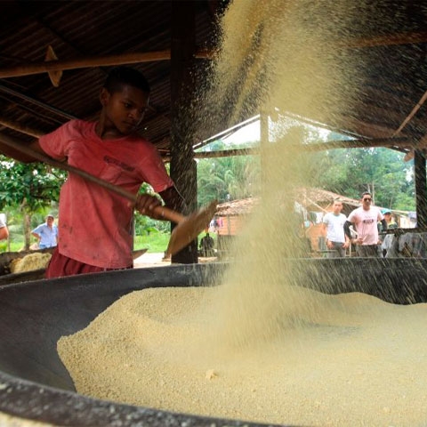 Outro uso bastante popular da mandioca é na produção de farinha de mandioca, um ingrediente essencial em muitas receitas da culinária nordestina e mineira, como a tapioca, que é consumida tanto no café da manhã quanto no lanche, recheada com queijo, coco, frutas e outros ingredientes. Reprodução: Flipar