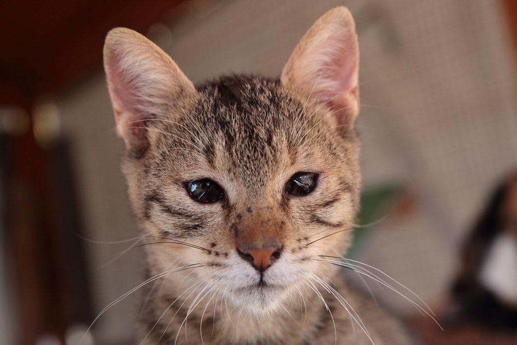 Gato resgatado do projeto Syrus Cats. Foto: Divulgação - Syrus Cats (GR)