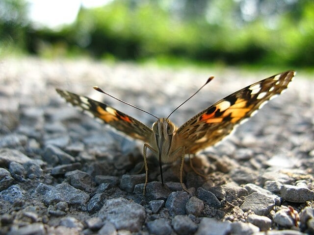 Essa descoberta explica o mistério levantado pelo entomologista Gerard Talavera em 2013. Ele achou borboletas Vanessa cardui, exaustas e com danos nas asas, numa praia da Guiana Francesa. Cruzar o oceano leva até 8 dias para as borboletas. Elas conseguem, mas é penoso.  Reprodução: Flipar