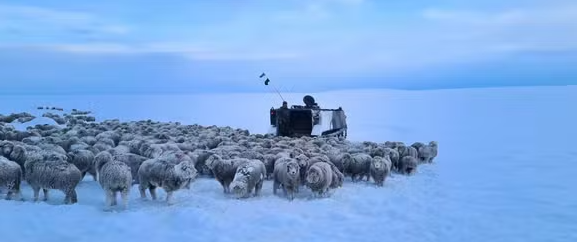 Ovelhas ficaram presas na neve por conta do frio Reprodução:Ministério de Defesa da Argentina