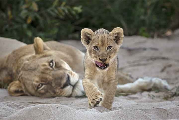 Curiosidade, Parque Nacional do Grande Kruger, África do Sul. Reprodução: Flipar