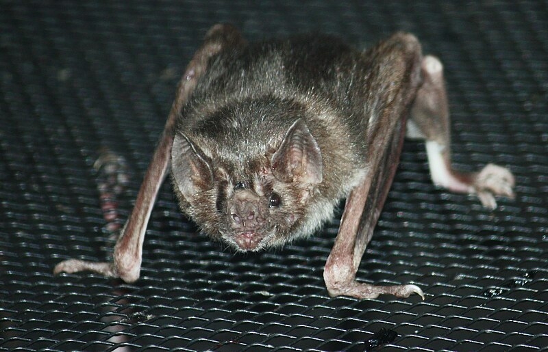 Pesquisadores do Canadá fizeram um curioso teste com morcegos-vampiros para entender por que a espécie tem ótima capacidade de correr mesmo sem obter energia suficiente para isso dos carboidratos e gorduras que eles conseguem do sangue das presas.
 Reprodução: Flipar