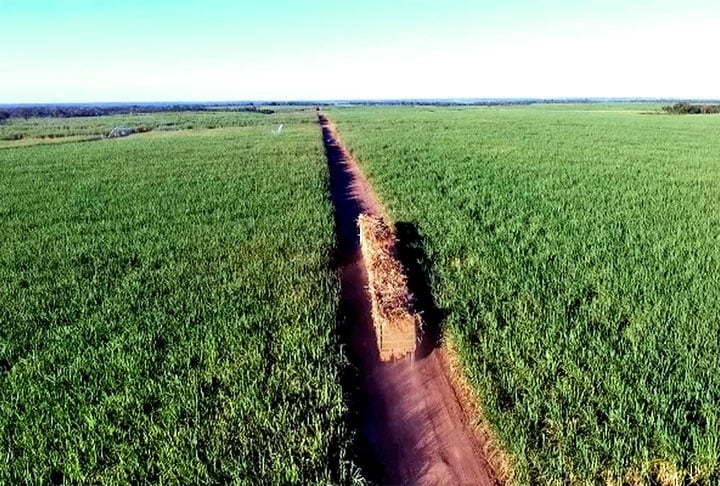 Curiosamente, União também abriga uma das culturas mais vigorosas na economia do estado: a de cana-de-açúcar. O maior projeto de irrigação para produção de cana no Nordeste completou 50 anos neste 2022 e o Piauí é um dos destaques na colheita. 