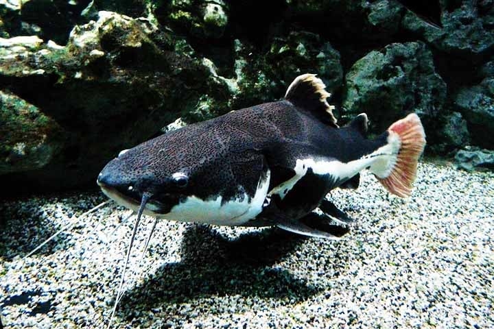 Habita rios, lagos e pântanos da América do Sul, América Central e partes da América do Norte. Ele se alimenta de insetos, crustáceos e pequenos peixes. Reprodução: Flipar