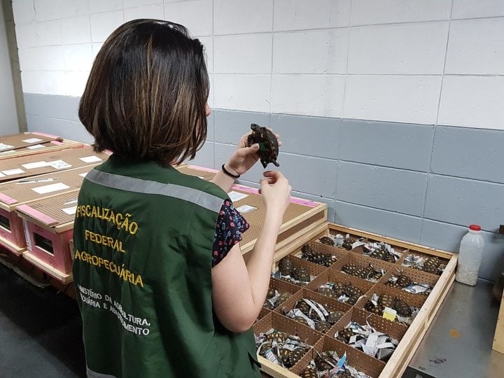 Em 2023, o volume médio de apreensões mensais foi de 2,86 toneladas, sendo 1,13 toneladas de produtos de origem animal e 1,73 toneladas de origem vegetal. Reprodução: Flipar