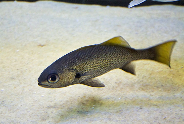 No entanto, os peixes de águas salgadas, especialmente aqueles que habitam em águas mais profundas, geralmente apresentam uma concentração mais elevada desse nutriente. Reprodução: Flipar