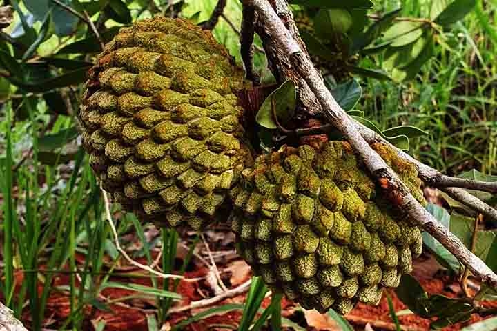 Assim, vale destacar que a polpa do marolo é amarelo-clara, espessa, macia e tem um sabor que lembra o doce de frutas tropicais com um toque terroso. Reprodução: Flipar