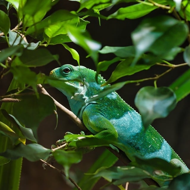 As iguanas são principalmente herbívoras. A dieta delas inclui folhas, flores, frutas e brotos de plantas. Gostam de  folhas verdes e macias, como as de hibiscos e alface, além de frutas tenras como mangas, bananas e figos. Reprodução: Flipar