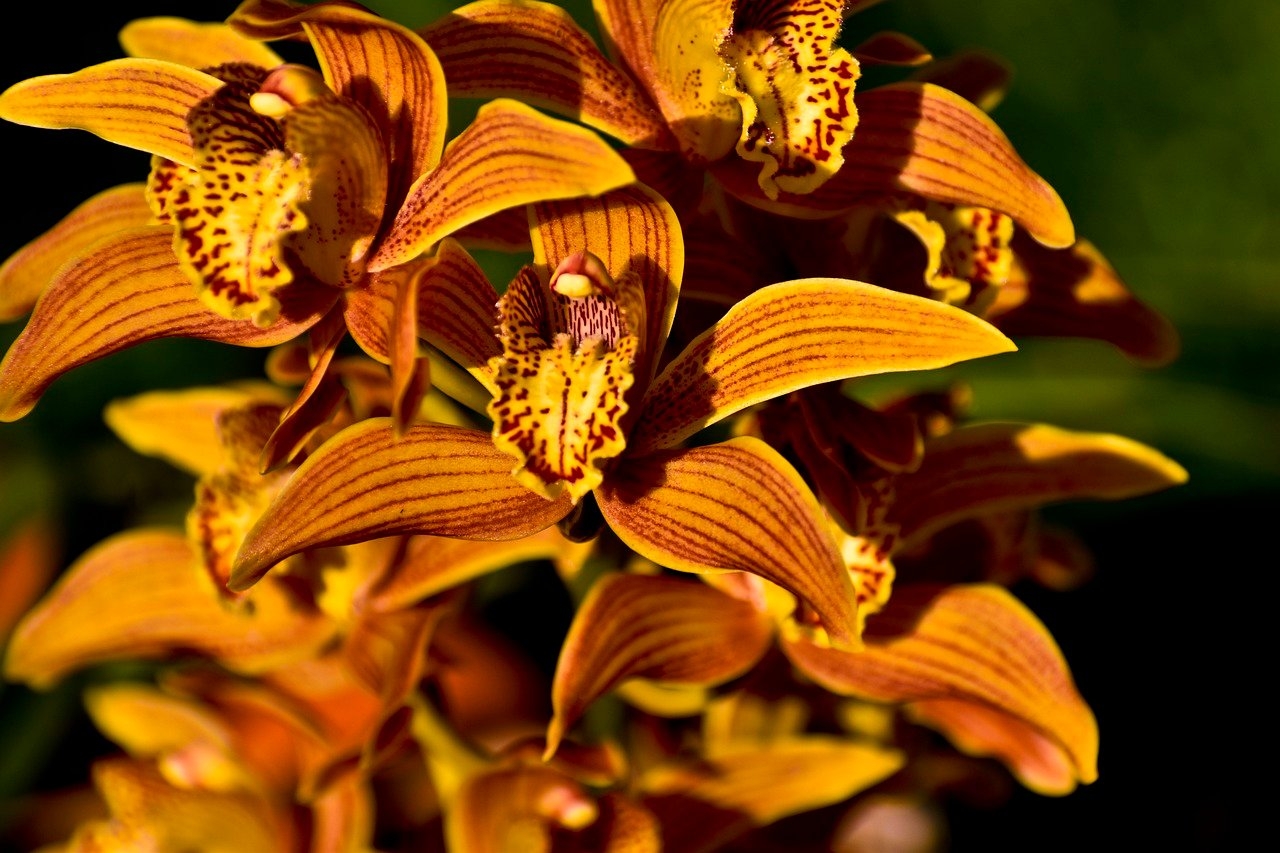 Orquídeas gostam de ambientes com umidade relativa do ar entre 50% e 70%. Se o ambiente for muito seco, use um umidificador, coloque um prato com água e pedrinhas sob o vaso (sem que a base do vaso toque a água) ou borrife as folhas com água regularmente. Reprodução: Flipar