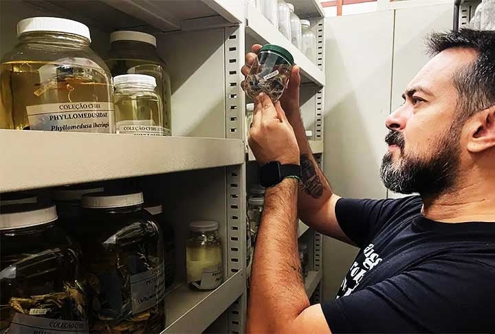 O órgão pertence ao Instituto Chico Mendes de Conservação da Biodiversidade (ICMBio) e ressalta que dentro da ordem Anura estão várias famílias de sapos, rãs e pererecas cujas espécies estão em todos os continentes, com exceção da Antártica.  Reprodução: Flipar