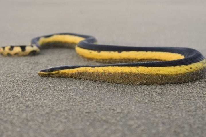 Na Austrália, há também as cobras marinhas, como a cobra-do-mar-pelágio que vive no oceano e possui um veneno poderoso. Apenas uma mordida dela libera toxina suficiente para matar 100 pessoas!  Reprodução: Flipar