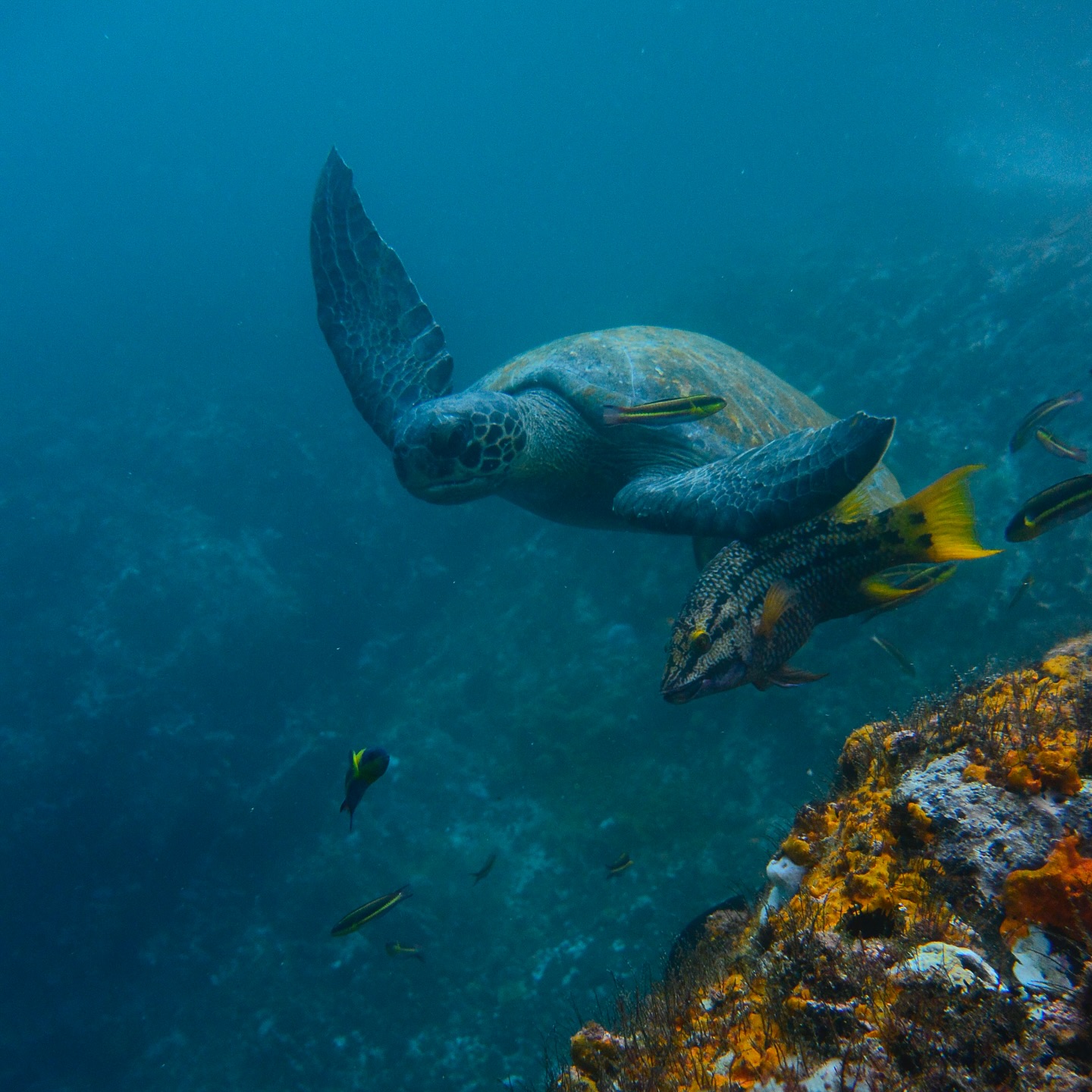 Tartaruga gigante no mar de Galápagos. Foto: Divulgação / Unesco