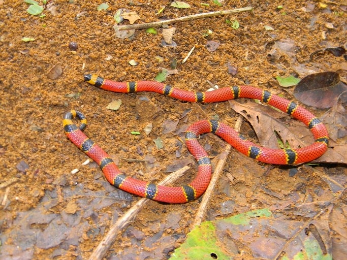 Essa cobra é considerada a mais venenosa  do Brasil. Sua toxina ataca o sistema nervoso e se espalha rapidamente pelo corpo.  O socorro tem que ser imediato.  Reprodução: Flipar