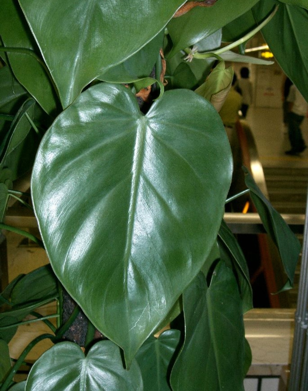 O Filodendro-brasil (Philodendron hederaceum ‘Brasil’) é uma variedade de filodendro com folhas verdes e manchas amarelas que conferem um visual tropical e moderno. Originário da América Central e do Sul, ele é encontrado em ambientes internos e jardins tropicais, sendo muito apreciado por sua resistência e facilidade de cuidado. Reprodução: Flipar