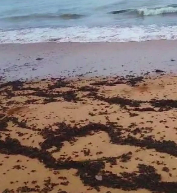 Nas imagens, é possível ver que as tanajuras estão espalhadas tanto pela areia quanto nas águas do mar, especialmente na área onde as ondas se quebram. Reprodução: Flipar