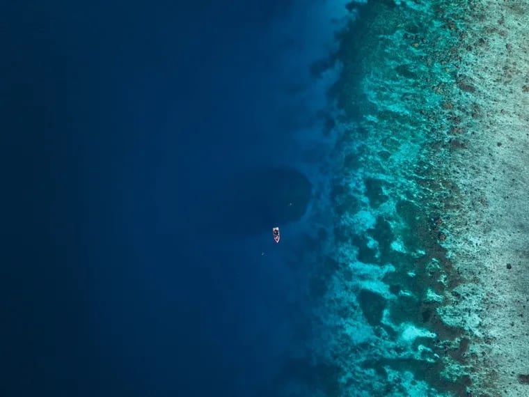 Com 34 por 32 metros, esse coral é mais extenso do que uma baleia azul, o maior animal que vive atualmente em nosso planeta.  Vista do alto, a colônia parecia uma rocha gigante ou um naufrágio. Mas o fotógrafo subaquático Manu San Félix mergulhou e descobriu que tratava-se de um megacoral. 
 Reprodução: Flipar