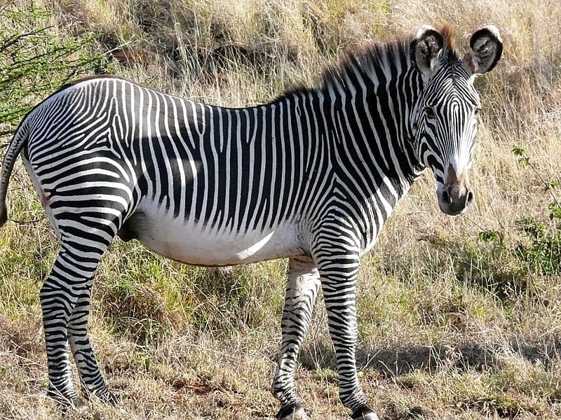 Há três espécies de zebras no mundo: a zebra-da-planície, a zebra-de-grevy (foto) e a zebra-da-montanha.  Reprodução: Flipar