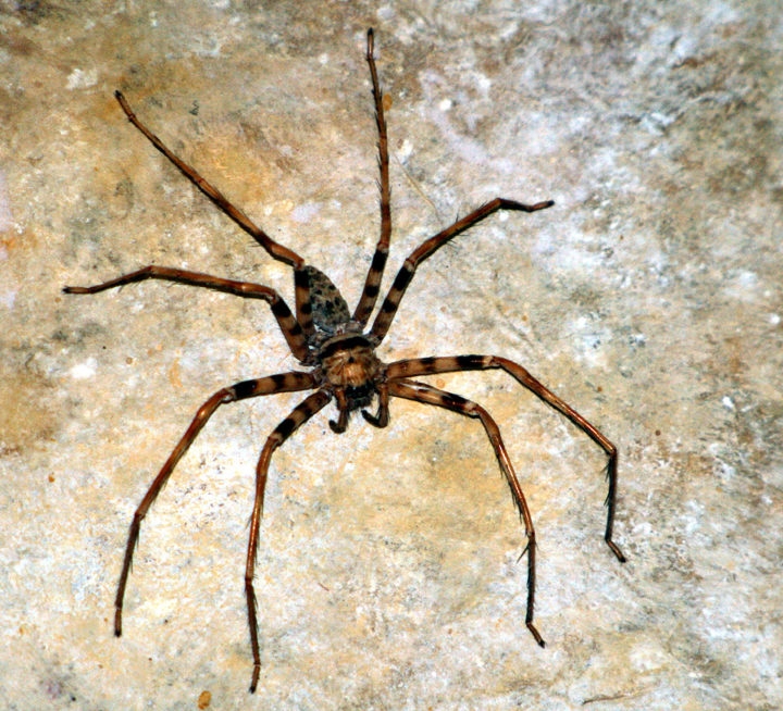 Aranha-caçadora-gigante (Heteropoda maxima): É a maior aranha do mundo, com uma envergadura de pernas de até 30 centímetros. Ela é encontrada no Laos, e é uma aranha tímida e solitária que não costuma ser agressiva com os humanos. Reprodução: Flipar