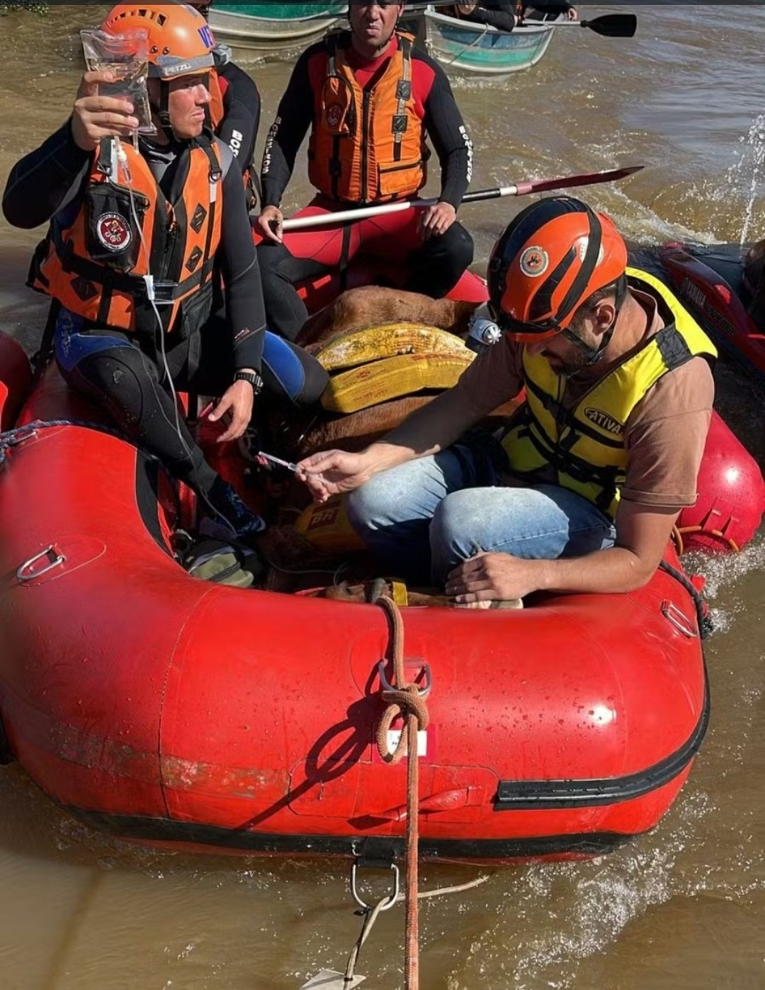 Já sedado, ele foi levado de bote. A operação envolveu três botes com equipe acompanhando o percurso em meio à inundação. Reprodução: Flipar