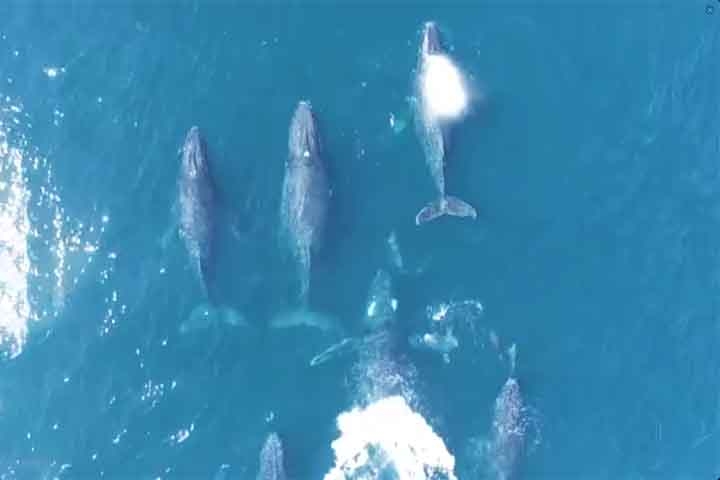 A baleia-sei (Balaenoptera borealis) é considerada o terceiro maior balenopterídeo. Pode ser encontrada em todo o mundo, em todos os oceanos e mares adjacentes, e prefere águas profundas mais afastadas da costa. Reprodução: Flipar