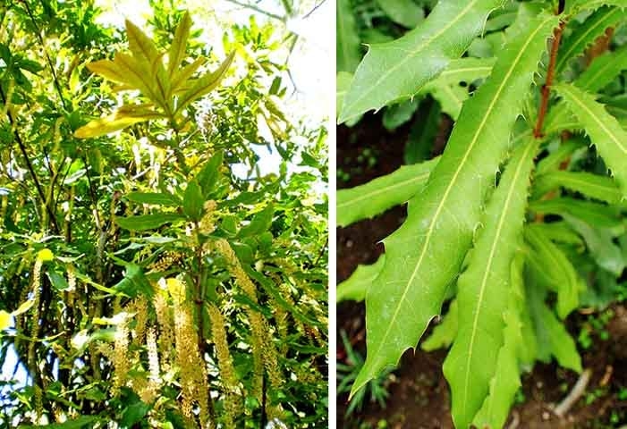 A macadâmia também é conhecida por suas gorduras monoinsaturadas, especialmente o ácido palmitoleico, também conhecido como ômega 7. Essas gorduras ajudam a aumentar o metabolismo, promovem a queima de gordura e reduzem o armazenamento de gordura no corpo. Isso reduz o risco de doenças cardiovasculares, como infartos e derrames. Reprodução: Flipar