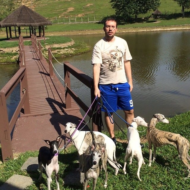 As Whippets passeando no parque