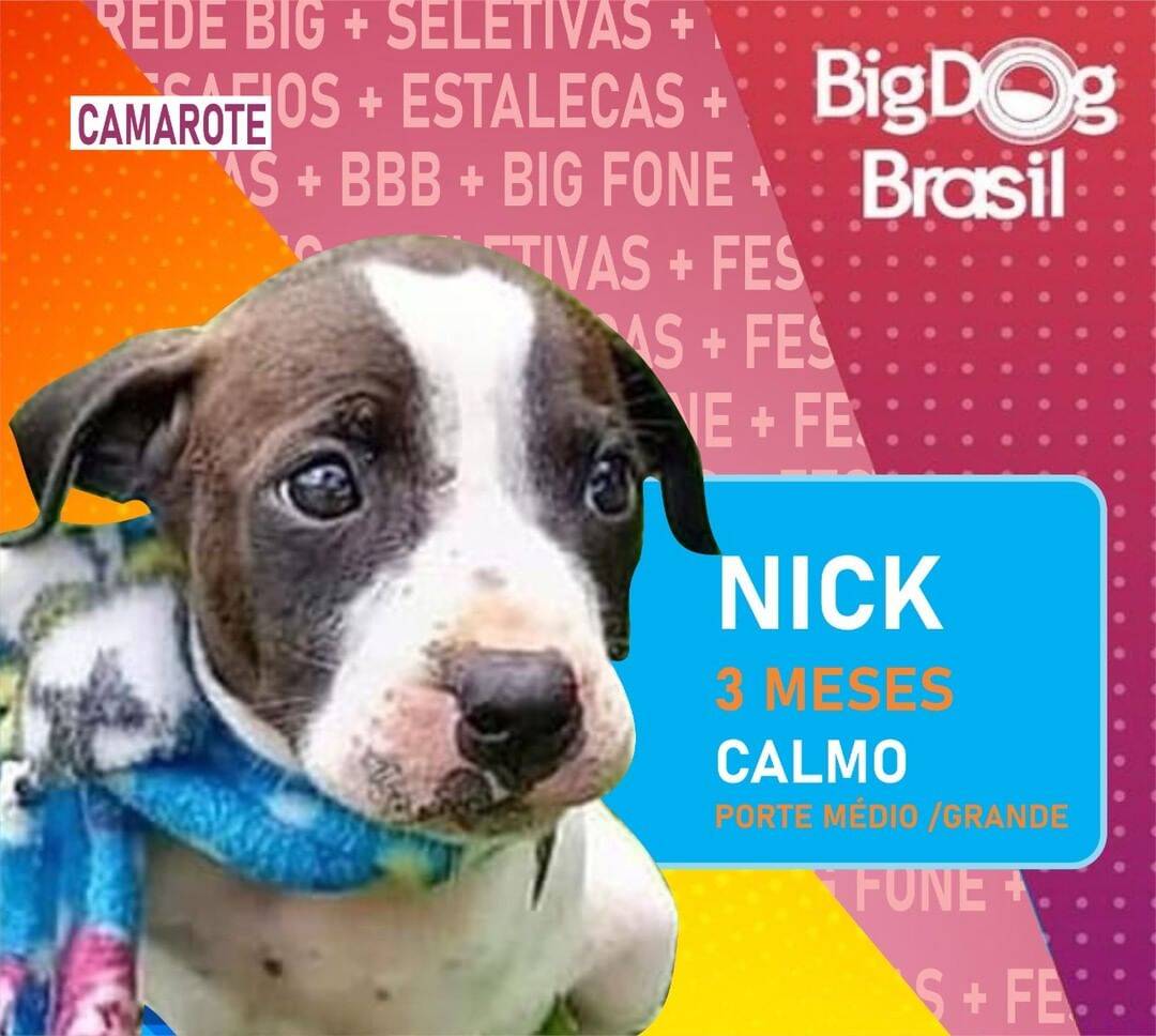 Prefeitura de Pinhais cria “Big Dog Brasil” para incentivar a adoção. Foto: Reprodução / Instagram
