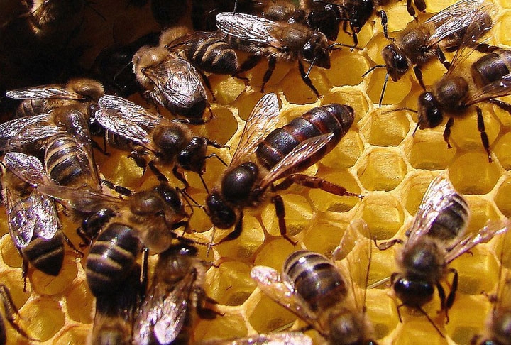 Como resultado, as mercadorias geradas pela polinização das abelhas correspondem a cerca de 10% do Produto Interno Bruto (PIB) agrícola e representam uma cifra superior a US$ 200 bilhões por ano, mundialmente. Reprodução: Flipar