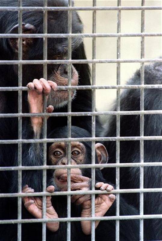 Chimpanzé segura grades de jaula enquanto aguarda sua vez para série de experimentos no maior centro de pesquisa médica da Europa, na Holanda Reuters