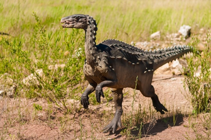 Os fósseis encontrados eram de dinossauros ancestrais, ainda pequenos (50 cm) e compridos (1,50 metro). Ao longo da evolução, eles deram origem aos dinossauros gigantescos (passando, então, a ser quadrúpedes). Reprodução: Flipar