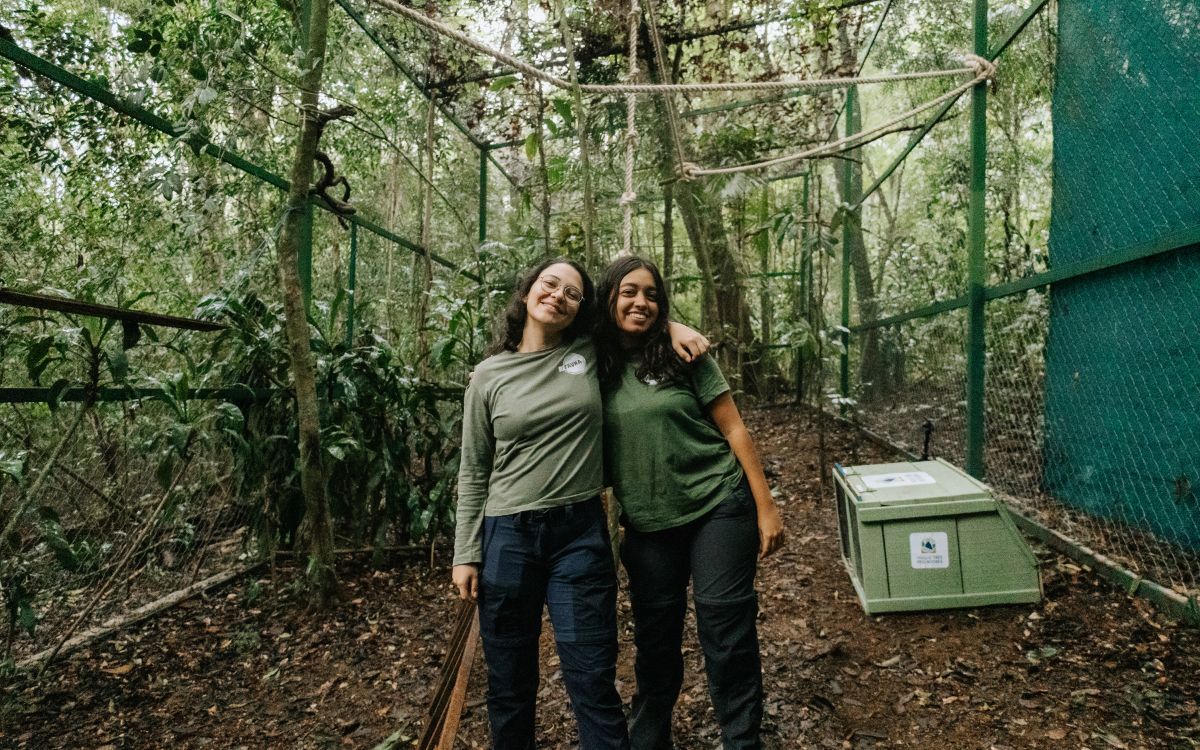 Araras-canindés voltam à Floresta da Tijuca após dois séculos de extinção. Foto: Divulgação/Flavia Zagury