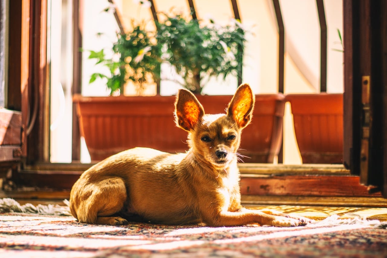 As orelhas grandes e eretas, os olhos expressivos e o corpo compacto são algumas das características que tornam esse cão tão único e encantador. Reprodução: Flipar