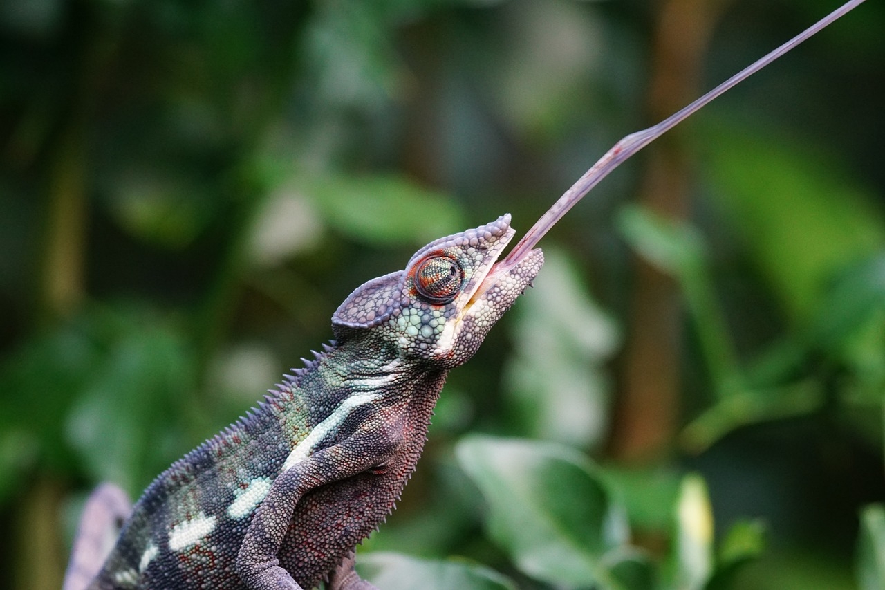 A capacidade dos camaleões de mudar de cor é uma adaptação incrível que lhes permite se camuflar e se proteger de predadores, enganar presas e marcar território.  Reprodução: Flipar