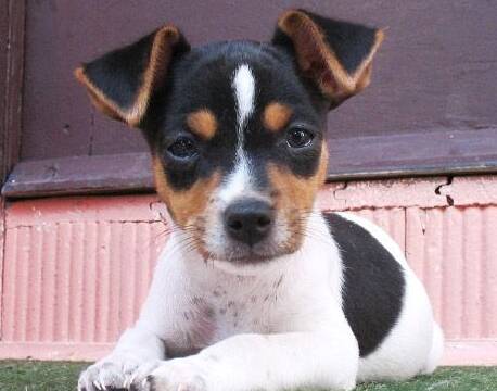 O Fox Paulistinha está entre os cachorros esportistas de porte pequeno. Foto: Reprodução Pinterest