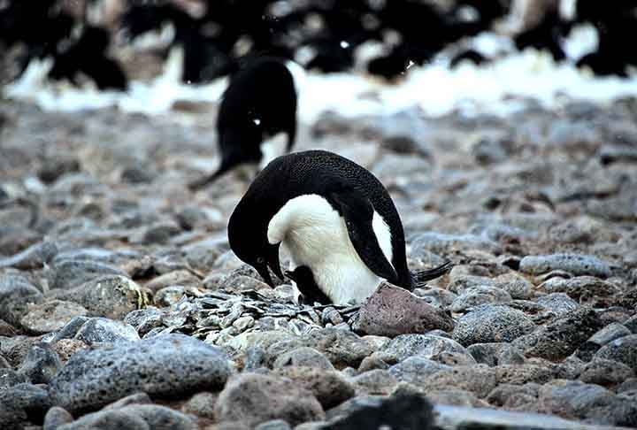 Pinguim-de-adélia (Pygoscelis adeliae): Constrói ninhos de pedras que coleta com grande cuidado. Esses ninhos protegem os ovos do contato direto com o gelo e ajudam na drenagem, mantendo os filhotes secos e aquecidos.
 Reprodução: Flipar