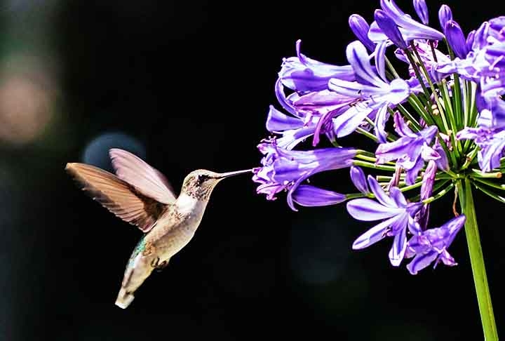 O agapanto apresenta várias flores pequenas em hastes longas, oferecendo múltiplas fontes de néctar. Esse arranjo permite que os beija-flores se alimentem de várias flores em sequência.
 Reprodução: Flipar