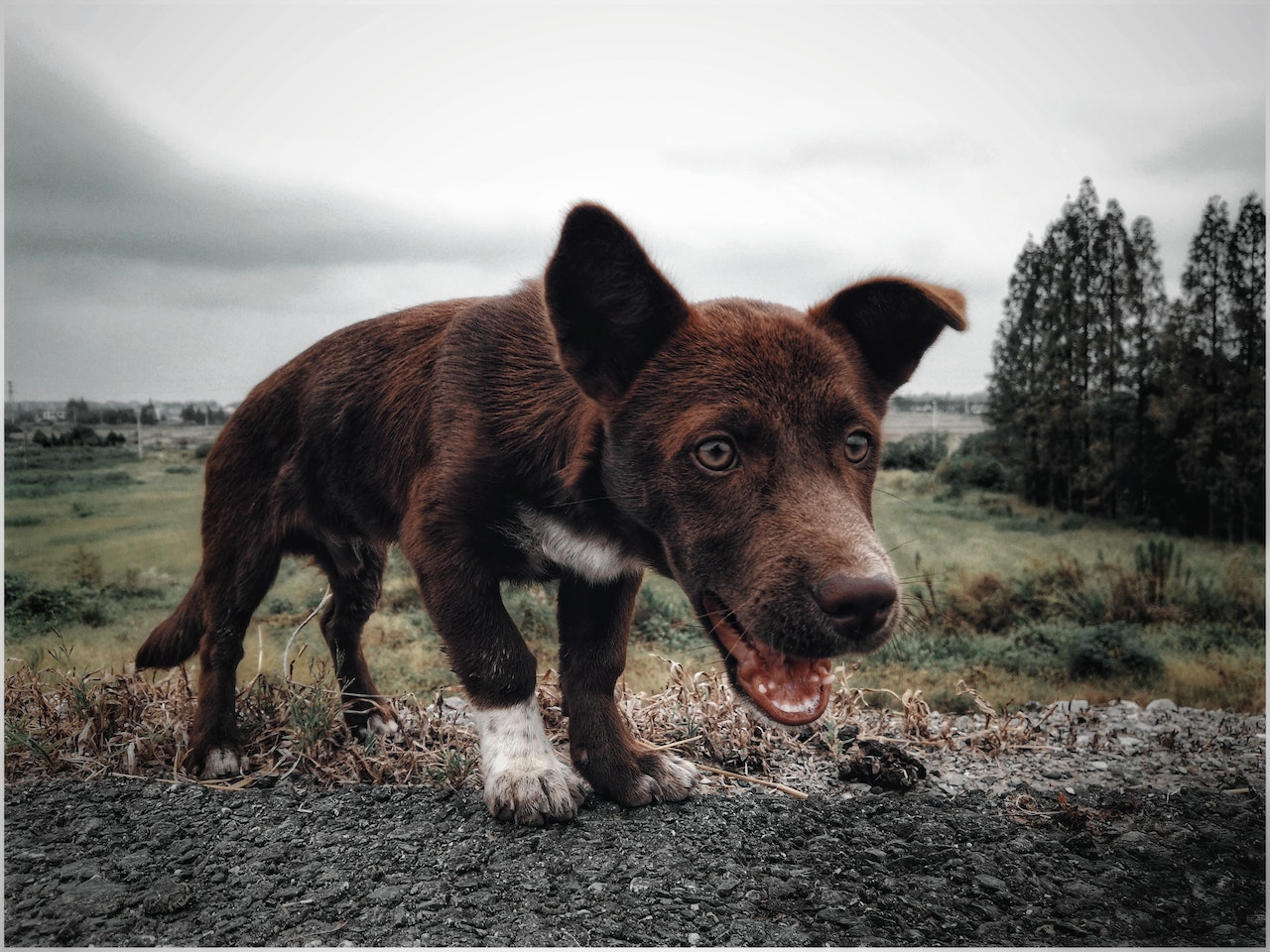 Descendentes de Collies escoceses e cães selvagens australianos, o Kelpie foi criado para atuar como cão de pastoreio. Foto: Reprodução/Pexels
