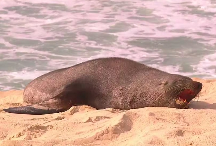 O lobo-marinho, um macho jovem, surgiu nas areias da Praia de Ipanema na manhã de terça-feira (18/12) e virou atração entre os banhistas, nos noticiários e nas redes sociais. Reprodução: Flipar