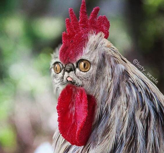 O instagram busca juntar corpos de animais com rosto de gatos de maneira hilária. Foto: Reprodução/ Instagram