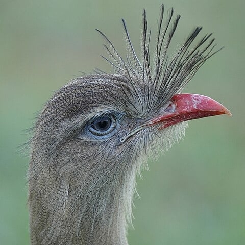 Alguns animais possuem cristas, estruturas que desempenham diversas funções. Em aves, servem para atração de parceiros e regulação térmica. Em répteis, podem ser usadas para defesa e comunicação Reprodução: Flipar