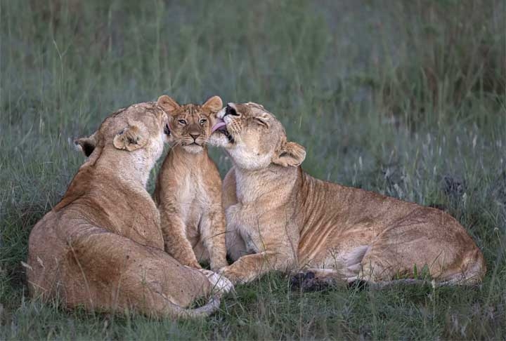 Os filhotes ficam em esconderijos até que atinjam cerca de 8 semanas de idade. Eles são capazes de correr quando possuem por volta de 1 mês e quando completam 3 meses passam a acompanhar a mãe e as fêmeas durante a caça. Reprodução: Flipar