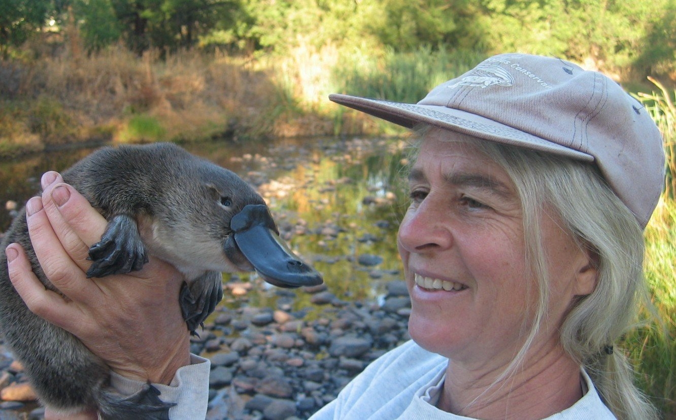 A Australian Platypus Conservancy é uma  uma organização não governamental e sem fins lucrativos, fundada em 1994 e  dedicada à conservação do ornitorrinco.    Os estudiosos fazem diversas ações de preservação e descrevem as principais ameaças para o animal, visando à sobrevivência da espécie.  Reprodução: Flipar