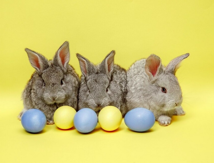 A ideia de que coelhos botam ovos está relacionada à tradição da Páscoa, na qual eles se tornaram uma figura folclórica que entrega ovos de chocolate às crianças. Reprodução: Flipar