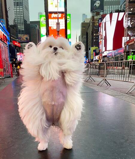 A cachorrinha usa a pose "ficar em pé" para chamar a atenção de seus donos. Foto: Reprodução/ Instagram