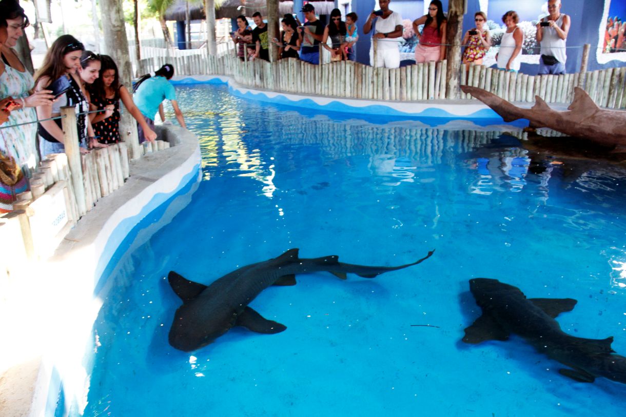 Aquário do Centro de Visitantes do Projeto Tamar - Aracaju (SE). Foto: Divulgação - Mtur